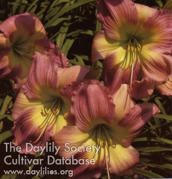 Daylily Corded Rose